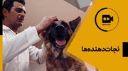 ویدئو | نجات دهنده‌ها؛‌ سگ های تجسس نژاد ژرمن شپرد چگونه آموزش می بینند؟