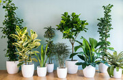 فوت و فن آبیاری انواع گیاهان آپارتمانی که باید بدانید
