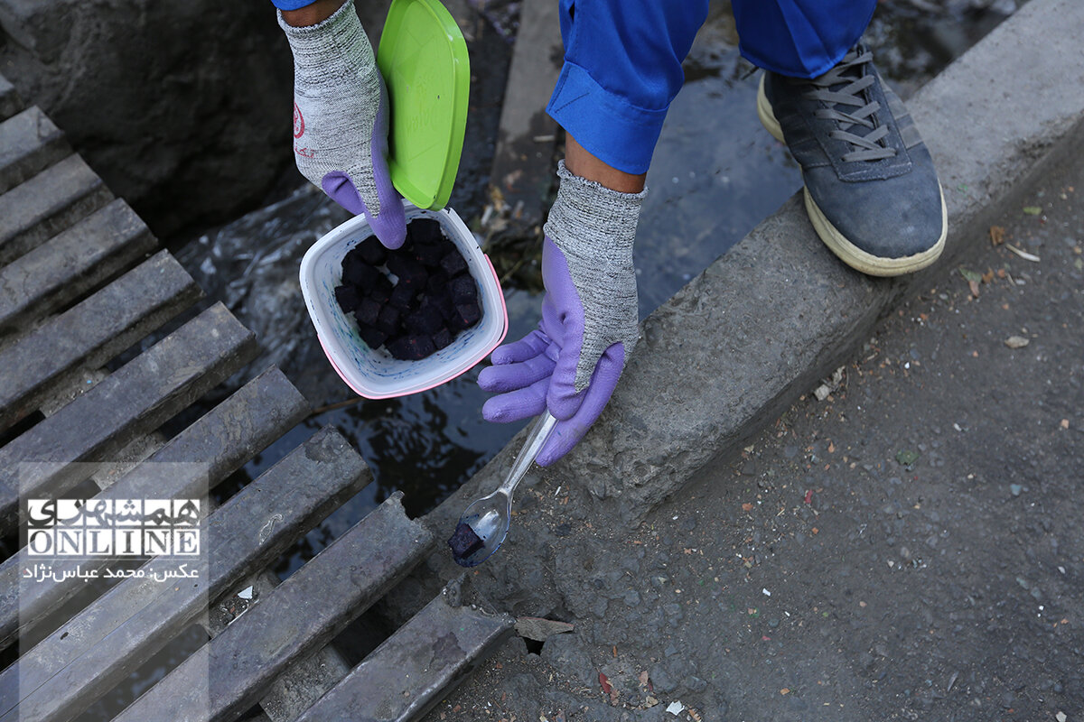 من قاتل موشهای شهرم | مرگ موشهایی با طعمههای وانیلی | لاشه این جانور موذی در کجا دفن میشود؟