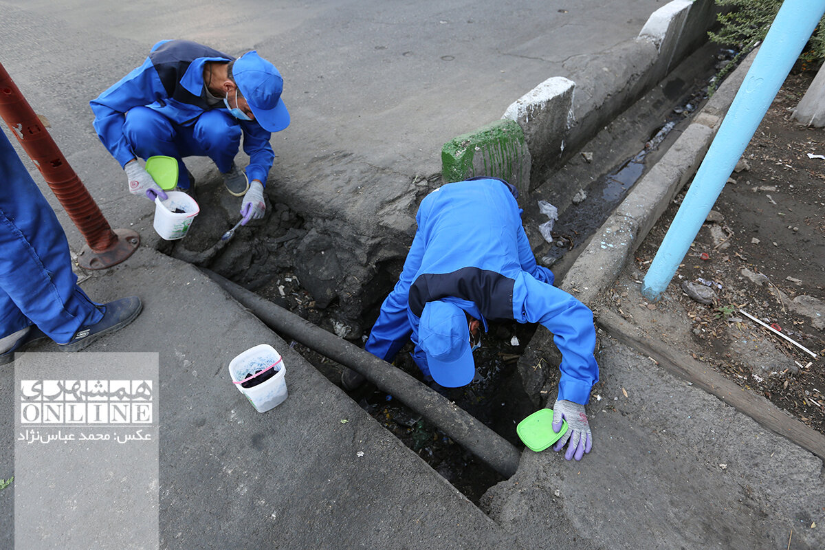 من قاتل موشهای شهرم | مرگ موشهایی با طعمههای وانیلی | لاشه این جانور موذی در کجا دفن میشود؟