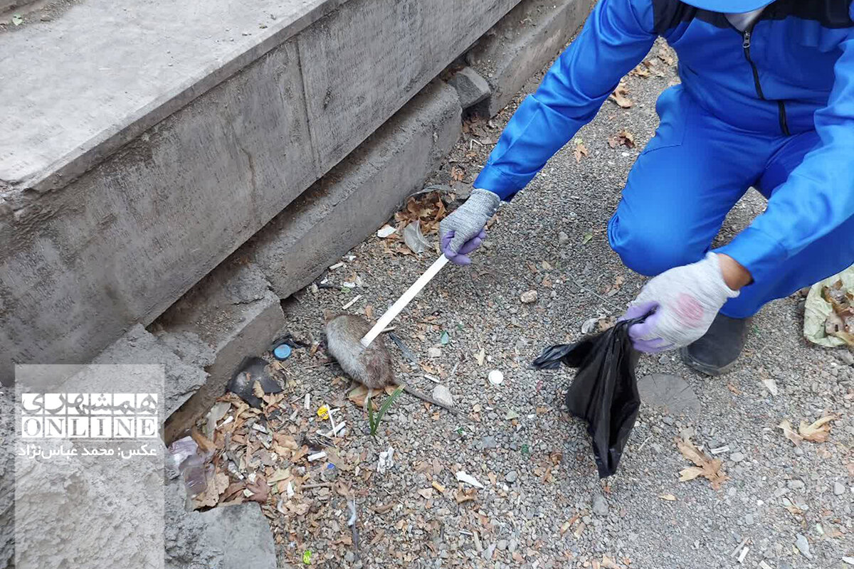 کاهش شکایت از موشهای پایتخت