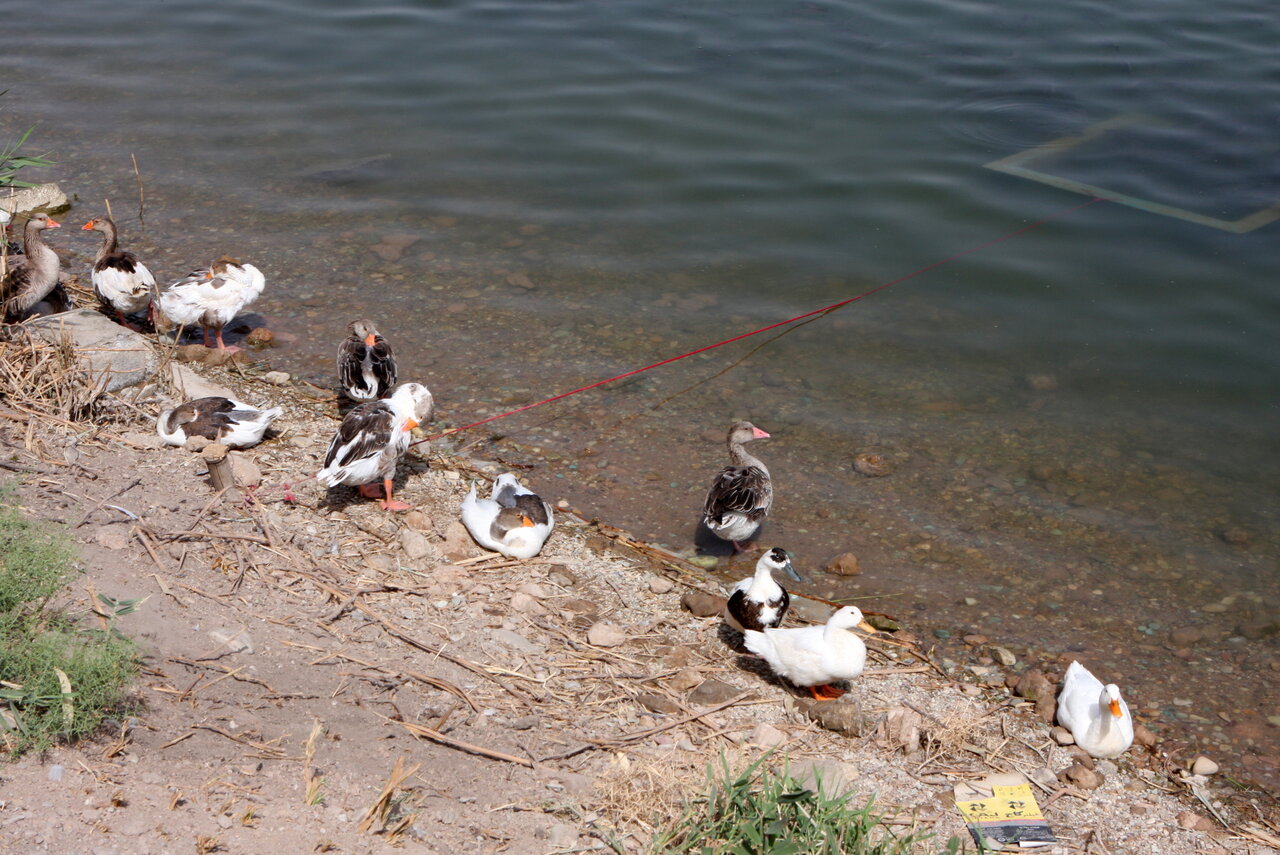 تالاب عشقآباد؛ گنج پنهان