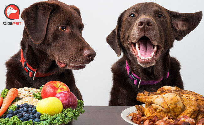 دستمزد دوخت کت و شلوار سگ تا ٣٠ میلیون تومان |از آشپز تا خیاط و راننده در خدمت سگ ها