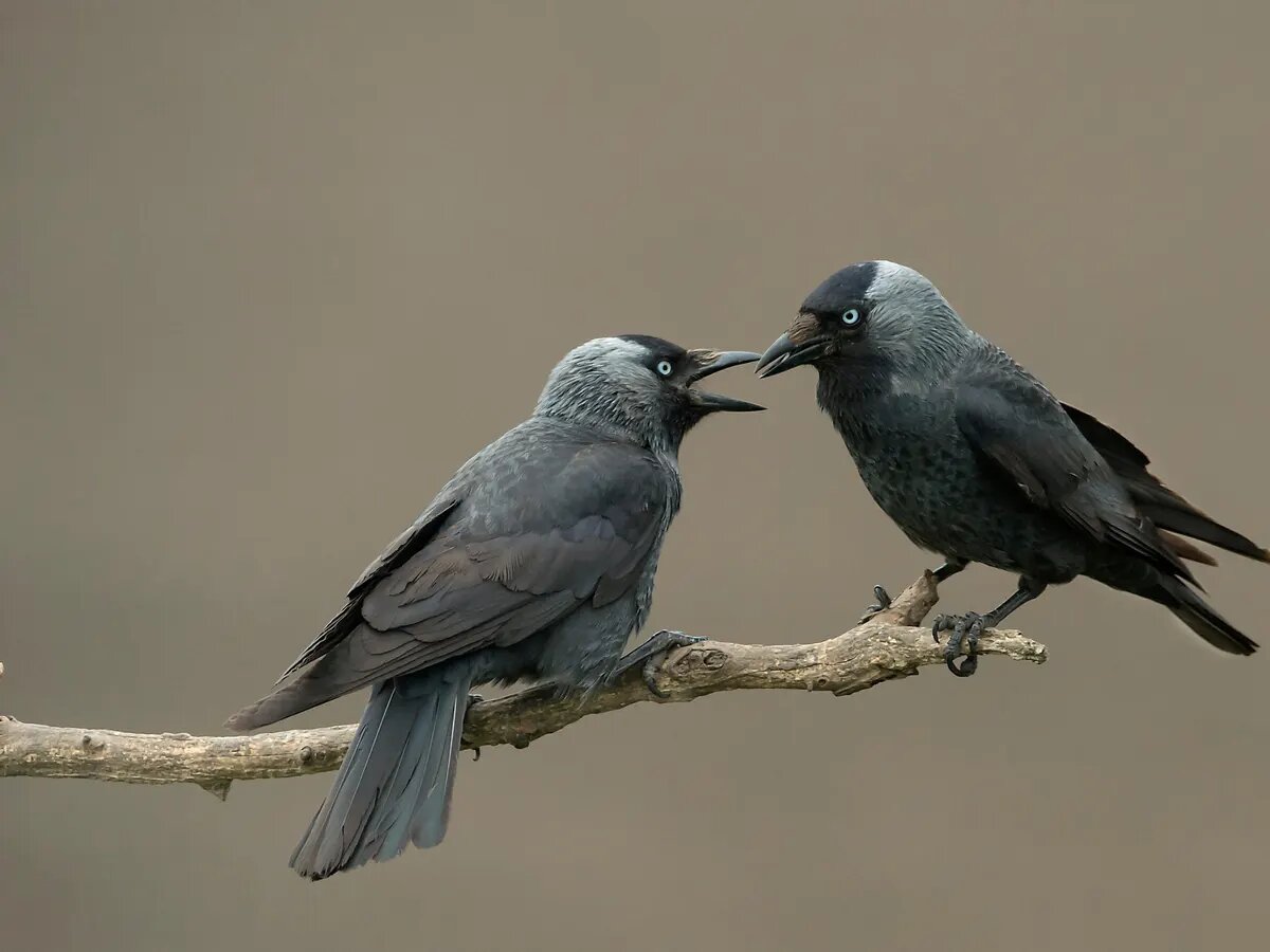 جایگاه ویژه خانواده برای زاغچهها | آنها روابط خانوادگی را به روابط دوستانه ترجیح میدهند
