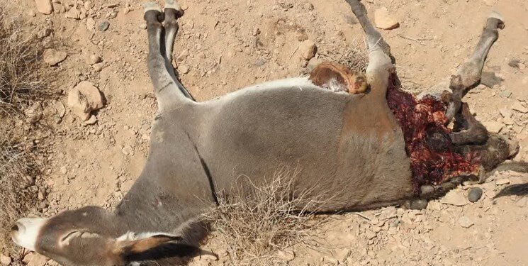 مرگ خر وحشی هنگام زایمان در بافق