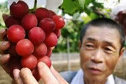 تصاویر درشت‌ترین خوشه انگور گلخانه‌ای ژاپن | این انگور یک کیلوگرمی هزار دلار قیمت دارد!