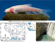 ماهی غار کور لرستان بعد از 10 سال حفاظت می شود | تنها ماهی ایرانی که زیستگاهش غارهای آبی است