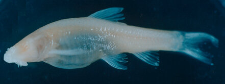 ماهی غار کور لرستان بعد از 10 سال حفاظت می شود | تنها ماهی ایرانی که زیستگاهش غارهای آبی است