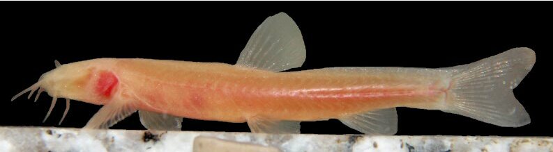 ماموریت نجات ۲۳ گونه جانوری در ایران