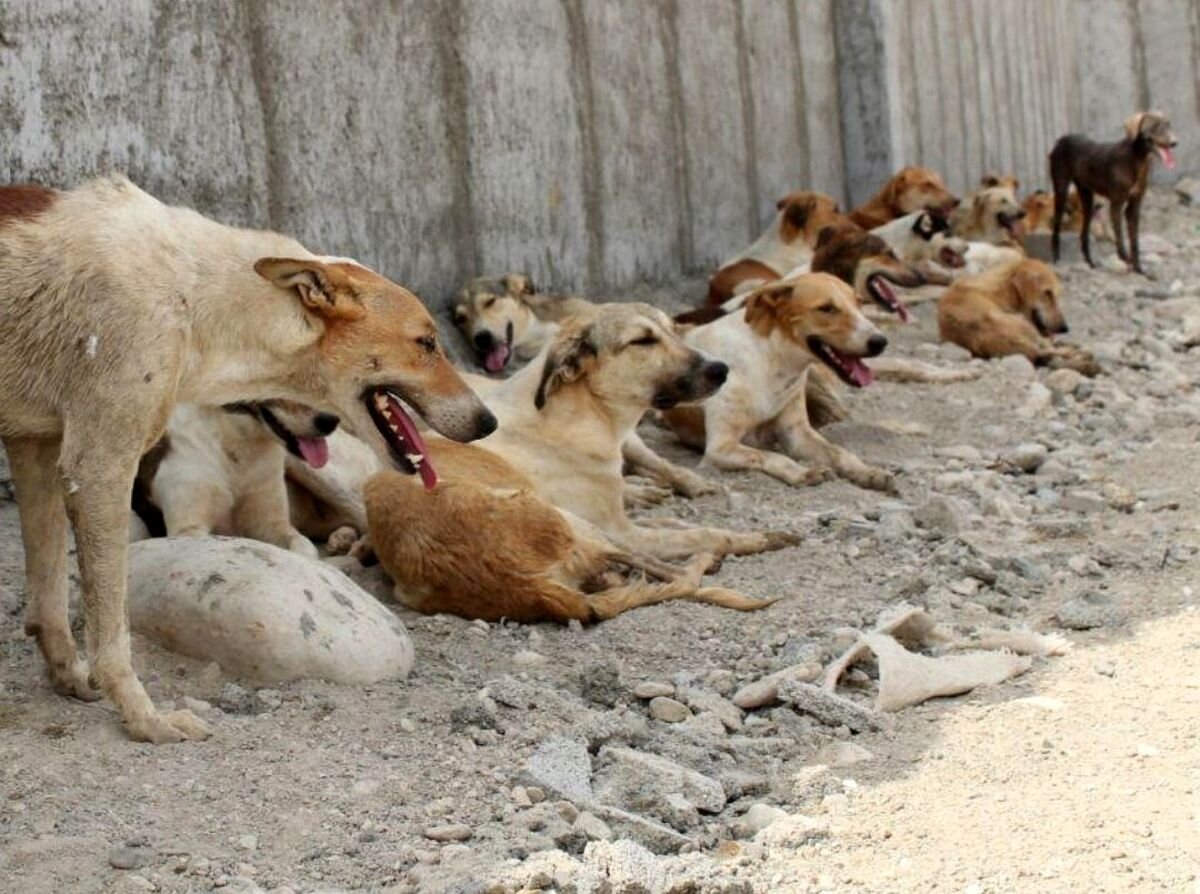 حیوان خانگی هم خطرناک است اگر... | بیماری هاری را جدی بگیریم ؛ وجود ۵ میلیون سگ ولگرد در ایران