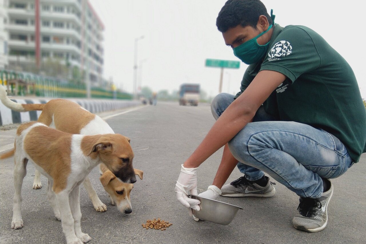 آمار ترسناک از خسارت سگ های ولگرد