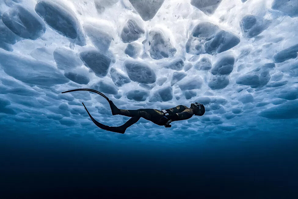 مجموعه بهترین عکس‌های دنیا از زندگی در اقیانوس 