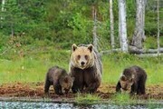 تصاویر دیدنی گشت و گذار خرس قهوه‌ای و دو توله‌اش در کوهرنگ