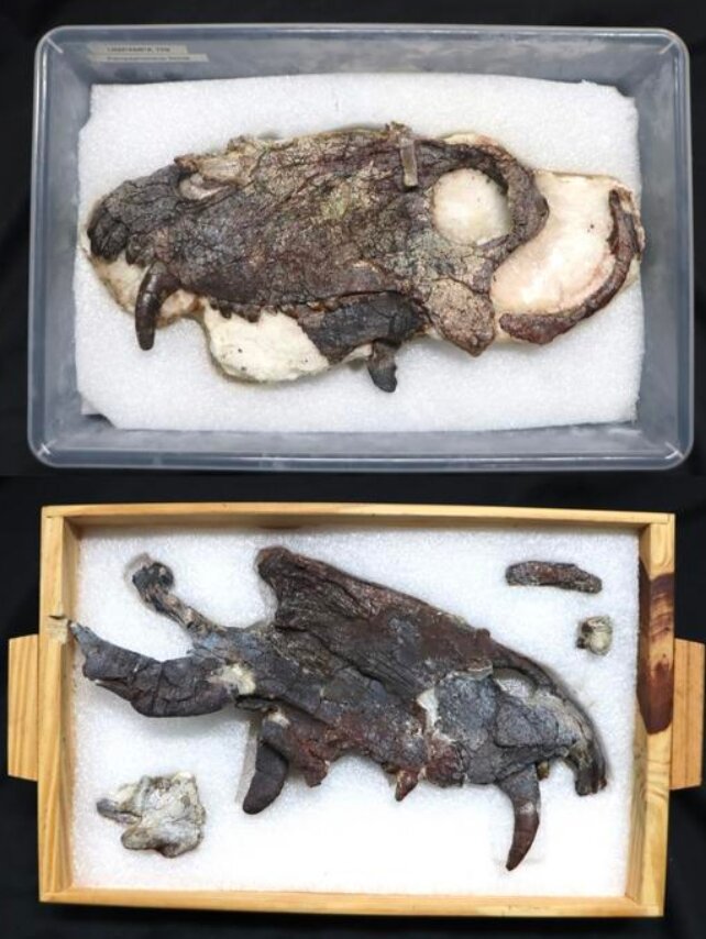 عکس | شکارچی هولناکی که ۴۰ میلیون سال قبل از تی‌رکس زندگی می‌کرد | کشف فسیل ۲۶۵ میلیون ساله پامپافونوس