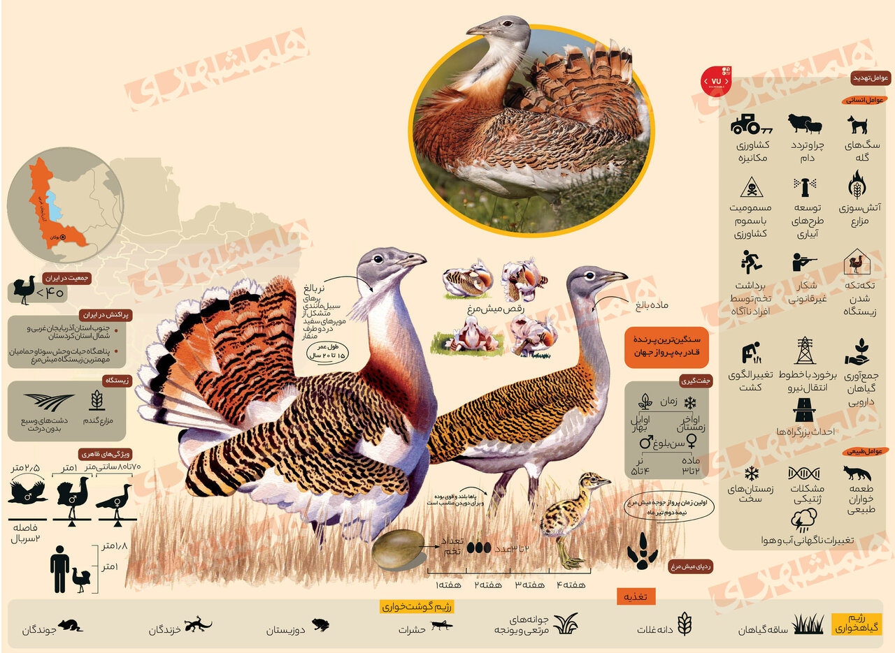 اینفوگرافیک | نجات میشمرغ با نذر گندم | بزرگ ترین پرنده قادر به پرواز جهان در ایران منقرض نمی شود