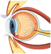 مهمترین علل کم بینایی؛ این بیماری بینایی و دید مرکزی را تار می‌کند
