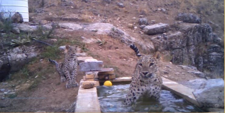 تصویر بازیگوشی و آبتنی پلنگ ماده و تولهاش ؛ ثبت خانواده جدید پلنگ ایرانی