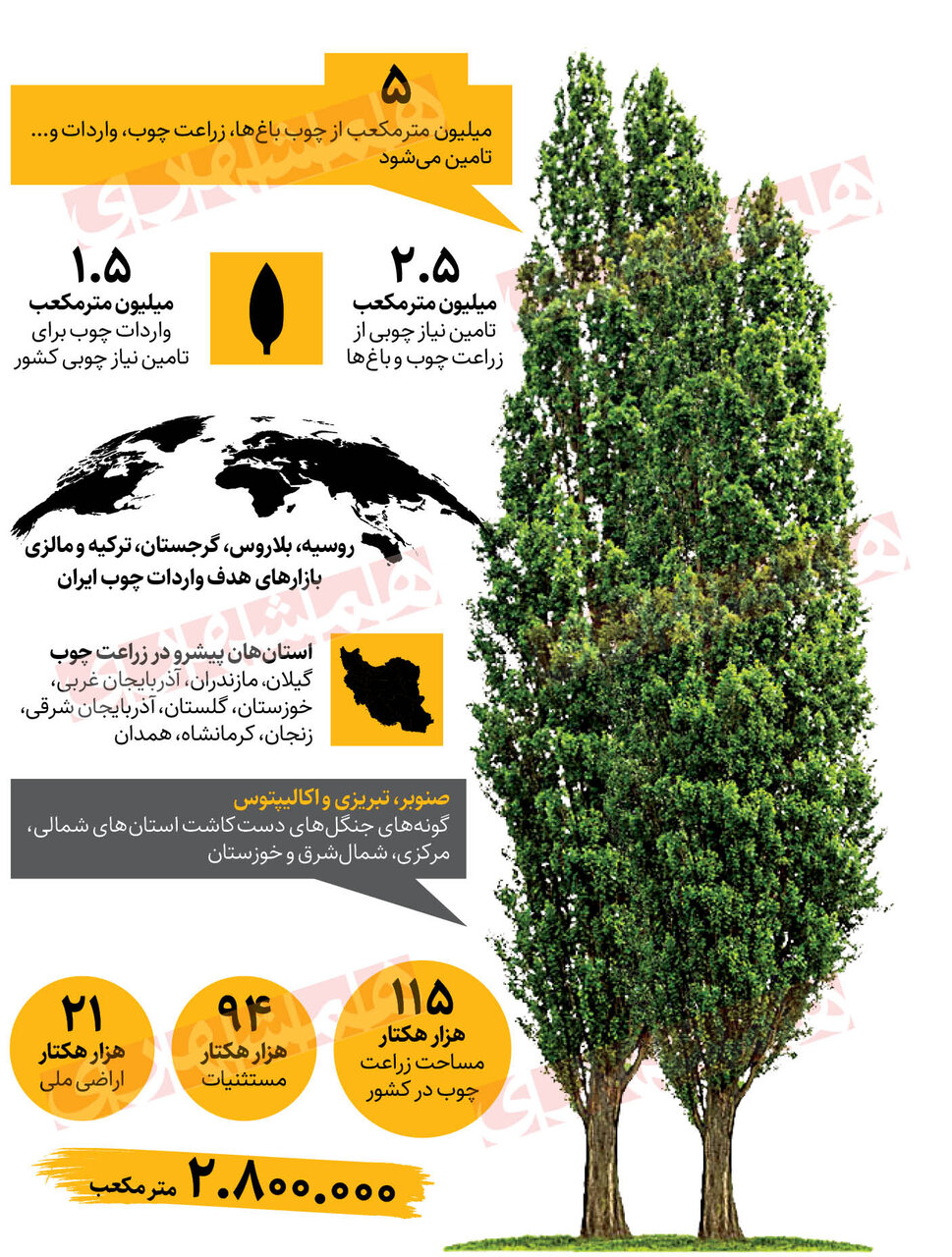 چوب های جنگلی به جای چوب های صنعتی! | آیا زراعت چوب می تواند به کاهش قاچاق چوب کمک کند؟