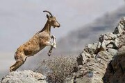 تصاویر گونه‌های کل و بز در منطقه حفاظت شده مهریز یزد