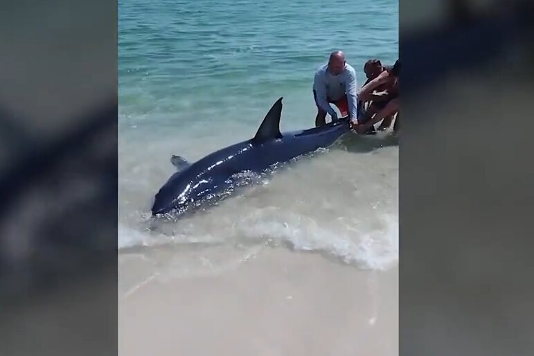 جمع شدن کوسههای گاوی در سواحل جزیره کیش | ویدئو کوسه