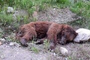 تصاویر لحظات کشتن خرس قهوه‌ای در آذربایجان شرقی | ببینید چطور خرس را محاصره می‌کنند و می‌کشند!