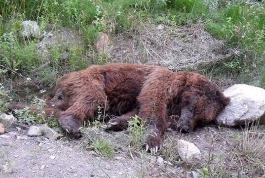 تصاویر دردناک از تلف شدن یک توله خرس در اردبیل!