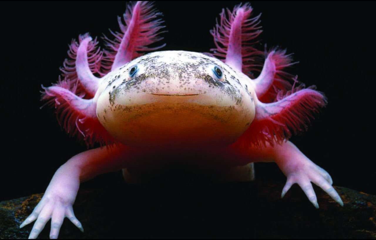 تصاویری از عجیبترین موجودات ؛ از ماهی دست دار تا گرگ کیسه دار