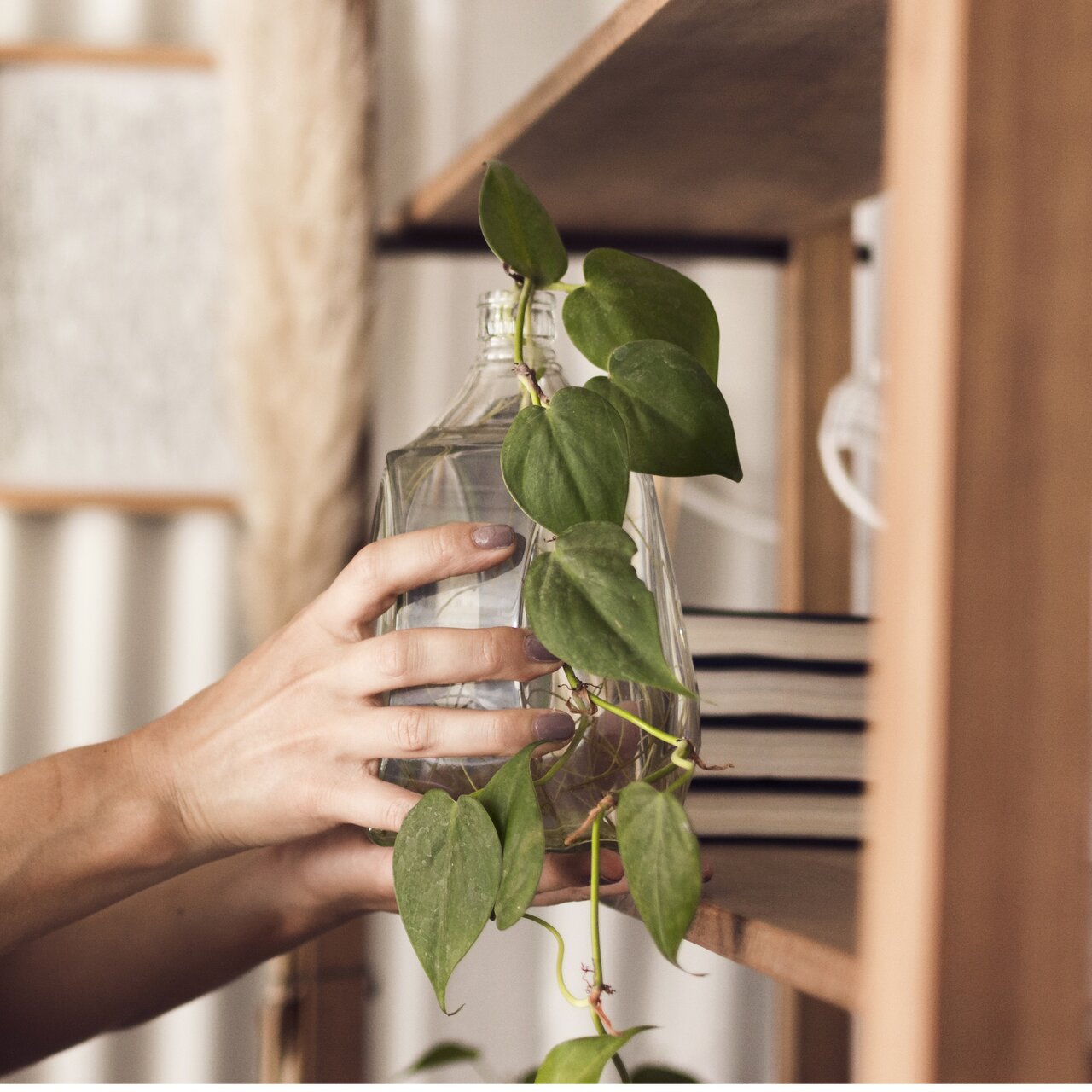 راز نگهداری گیاهان آپارتمانی در آب | چه گیاهانی در آب رشد میکنند؟ | معرفی گیاهانی که برای نگهداری در آب مناسب هستند