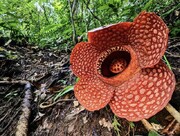 این گُل، بدبوترین، زشت‌ترین و بزرگترین گل جهان است