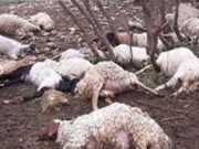 قاچاقچیان بی‌رحم گوسفندها را زنده زنده به خلیج فارس ریختند | تصاویر