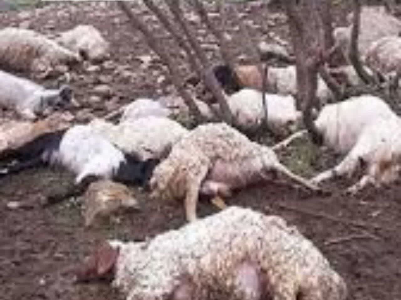 مرگ گوسفندان به خاطر آب سمی
