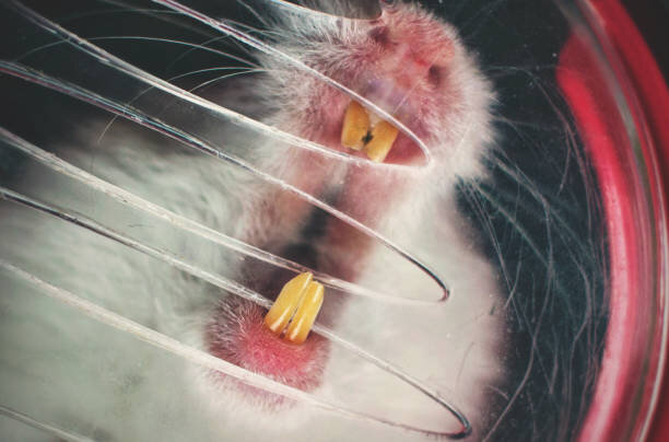 بیماری هاری چگونه منتقل میشود ؟ ؛ علائم هاری در انسان | کشندگی هاری ۱۰۰ درصد است