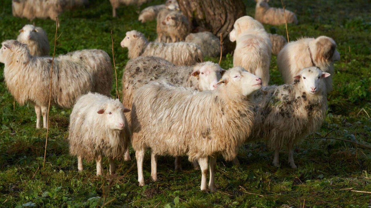 گوسفند یونان