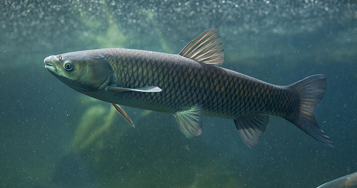 ردپای یک «مهاجم» در خشکیدگی تالاب هامون | ماهی مهاجم «آمور» چگونه کسب و کار سنتی سیستانی‌ها را نابود کرد؟
