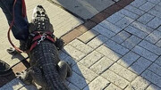 بازداشت تمساح در استادیوم!