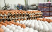قیمت تخم مرغ رسما افزایش یافت | تخم مرغ دولتی شانه‌ای چند؟