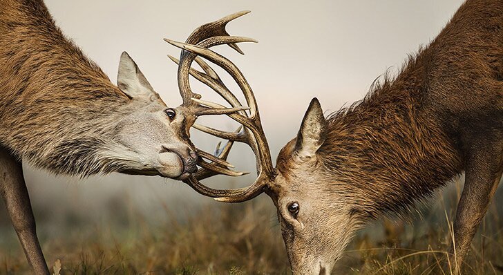 فریب نخورید ؛ تور گاوبانگی به مازندران غیرقانونی است | تا ۱۵ مهر ورود به جنگلهای مازندران ممنوع شد