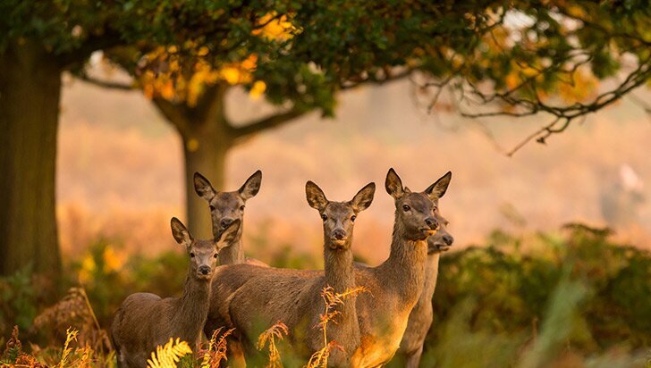 فریب نخورید ؛ تور گاوبانگی به مازندران غیرقانونی است | تا ۱۵ مهر ورود به جنگلهای مازندران ممنوع شد