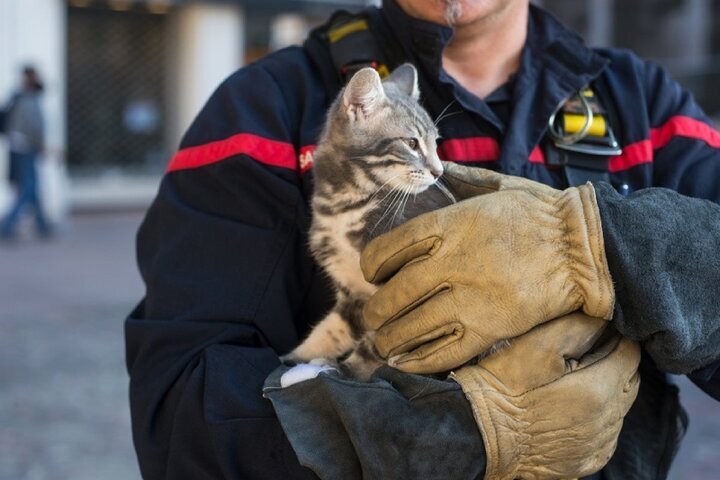 نجات بچه گربه با کمک آتش نشانان