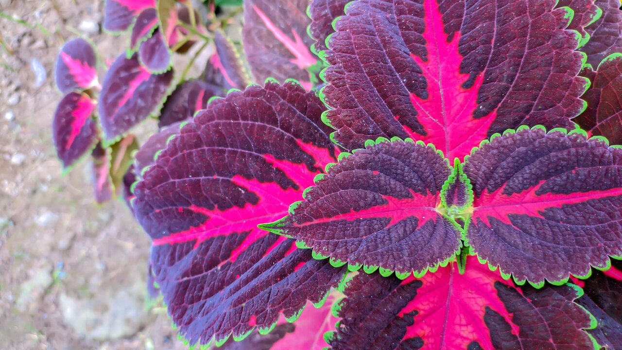 روش پرپشت شدن گل حسن یوسف | علت کمرنگ شدن برگ های حسن یوسف چیست؟ | فوت و فن نگهداری حسن یوسف در منزل