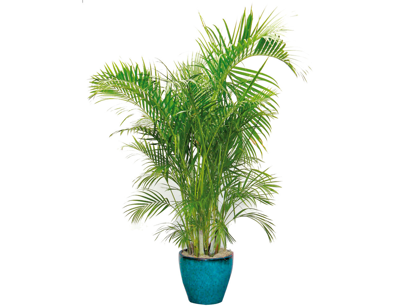 این گیاهان، هوای خانه شما را تصفیه میکنند