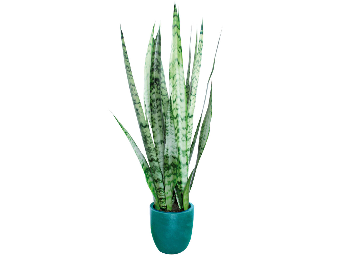 این گیاهان، هوای خانه شما را تصفیه میکنند