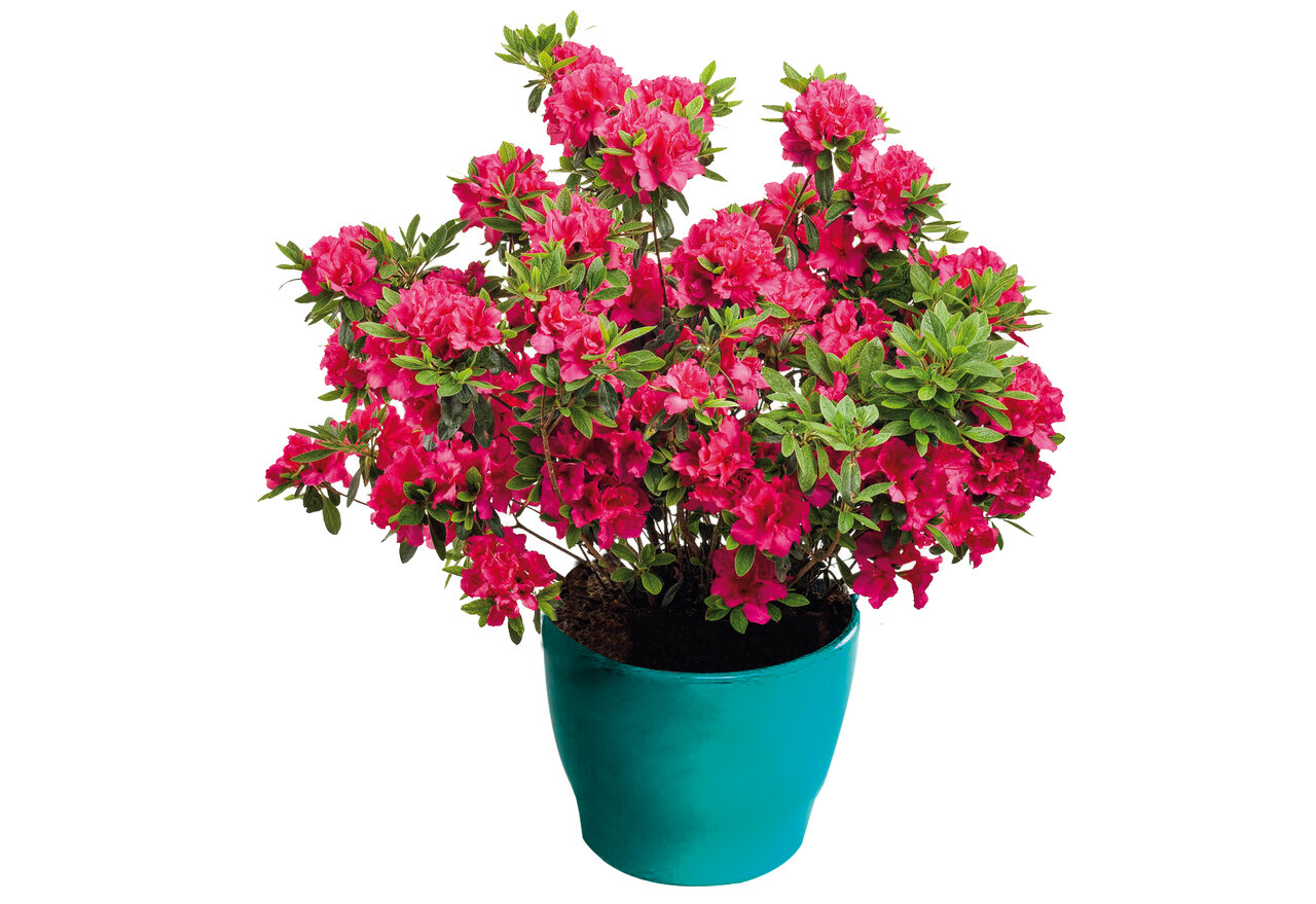 این گیاهان، هوای خانه شما را تصفیه میکنند