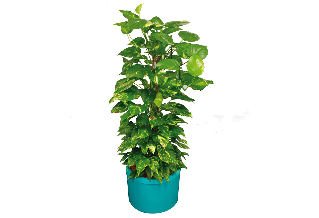 این گیاهان، هوای خانه شما را تصفیه میکنند