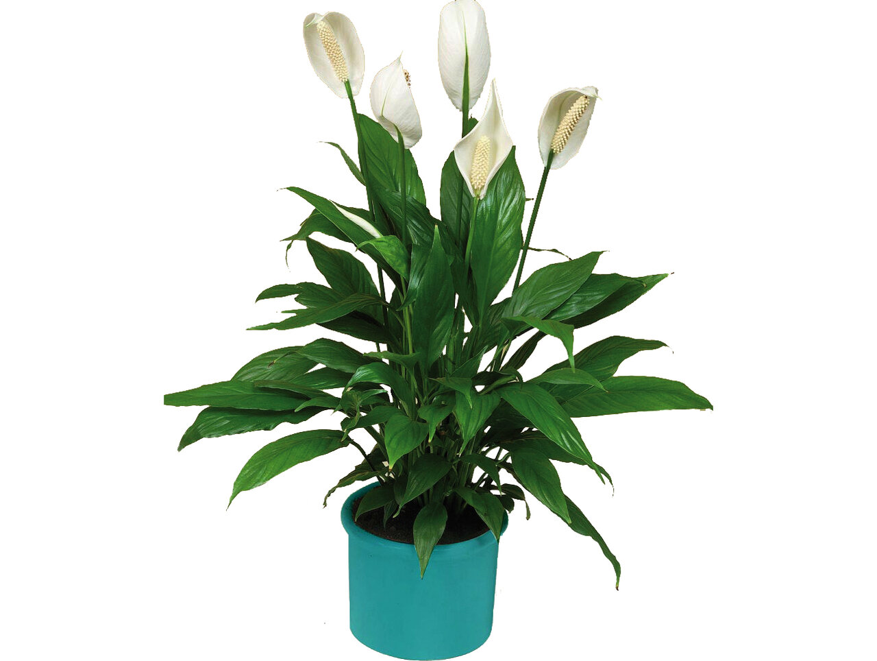 این گیاهان، هوای خانه شما را تصفیه میکنند