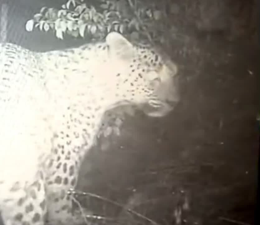 ببینید | ژست جالب پلنگ گیلانی مقابل دوربین