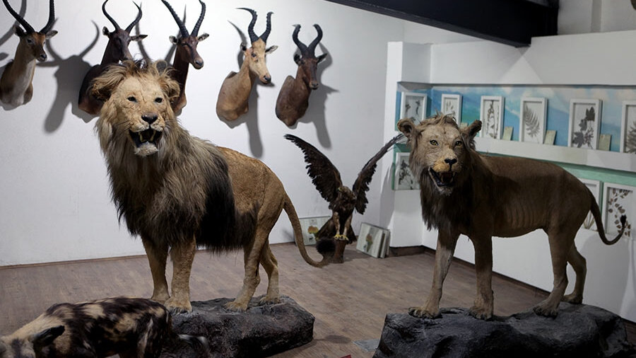 موزه حیات وحش- تاکسیدرمی