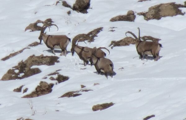 قوچ و میش های تهران چطور بی خانمان شدند