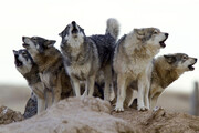 تصاویر زیبا از گشت و گذار گرگ‌ها در منطقه حفاظت‌ شده تنگ صیاد
