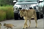 تصاویر لحظاتی دیدنی از شیطنت بچه‌ شیرها در میان خودروهای گردشگران